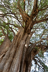 Image showing Tule tree in Mexico