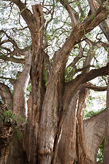 Image showing Tule tree in Mexico