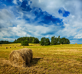 Image showing Hay bales on field