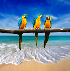 Image showing three parrots (Blue-and-Yellow Macaw (Ara ararauna) also known a