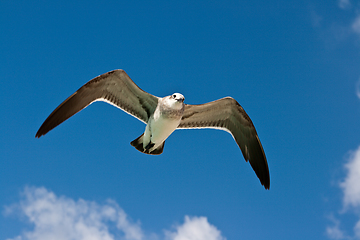 Image showing Seagull flying