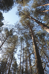 Image showing Pine forest