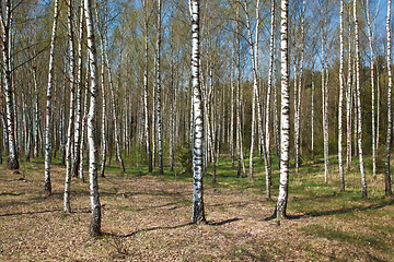 Image showing Birch grove