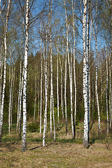 Image showing Birch grove