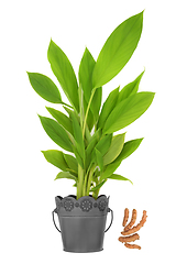 Image showing Turmeric Spice Plant with Healthy Food Roots 