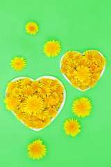 Image showing Dandelion Flowers for Low Cholesterol and Blood Pressure