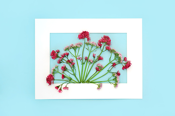 Image showing Valerian Herb Flower Background Border Design