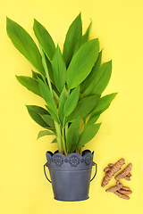 Image showing Turmeric Plant with Loose Roots 