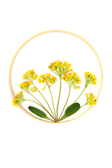 Image showing Cowslip Wildflowers Endangered Species Flower Arrangement