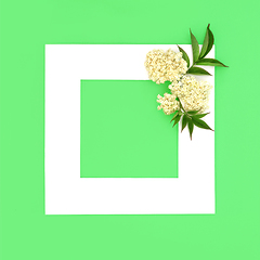 Image showing Elder Flower Herbal Medicine Background Frame