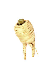 Image showing Forked Parsnip Organic Vegetable