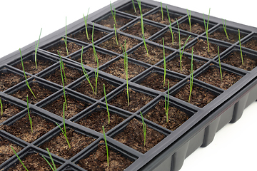 Image showing Baby Leek Plants in Black Plastic Seed Tray