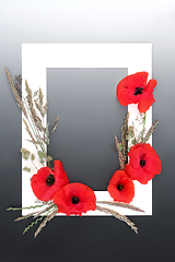 Image showing Red Poppy Wildflower and Meadow Grass Background Frame