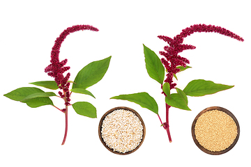 Image showing Amaranthus Plants Seed and Puffed Grain