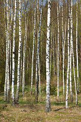 Image showing Birch grove