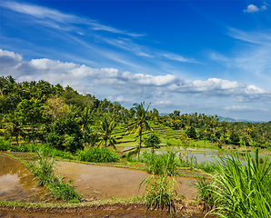 Image showing Green rice terraces