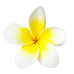 Image showing Tropical flower frangipani