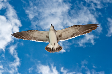 Image showing Seagull flying