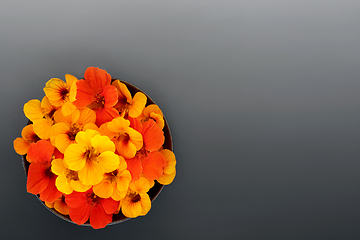 Image showing Edible Nasturtium Flowers Food Ingredient 