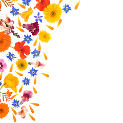 Image showing Medicinal Summer Flowers Abstract Background Border