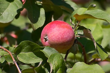 Image showing Apple