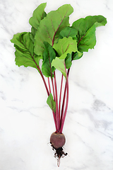 Image showing Freshly Picked Beetroot Plant with Rootball