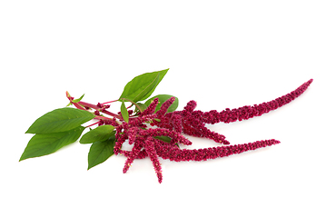 Image showing Amaranth Plant with Red Flower Seed