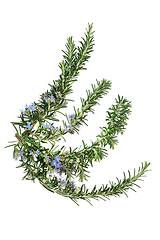 Image showing Rosemary Herb Herbal Plant Medicine