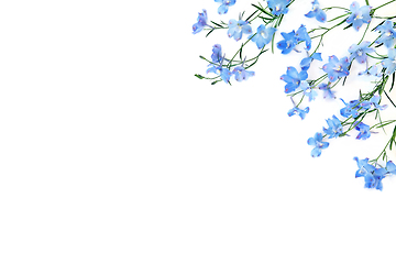 Image showing Blue Delphinium Wildflower Summer Background