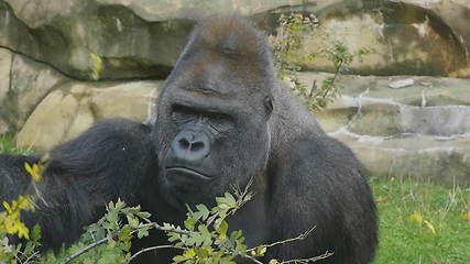 Image showing Lowland gorilla on the epic pose of solving his problems.