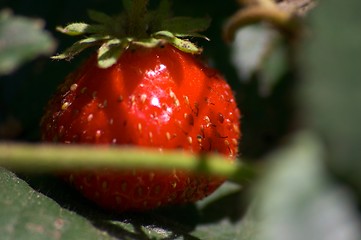 Image showing Strawberry