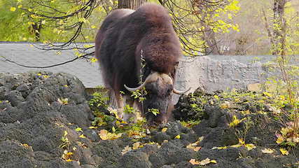 Image showing Old Tibetan yak with long black wool and big horns goes along a mountain pasture.