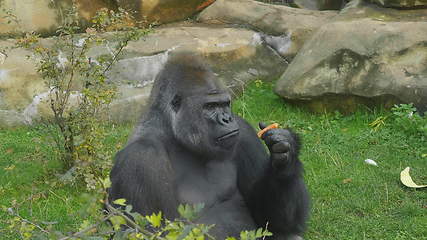 Image showing Lowland gorilla on the epic pose of solving his problems.