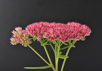 Image showing Orpine on dark background