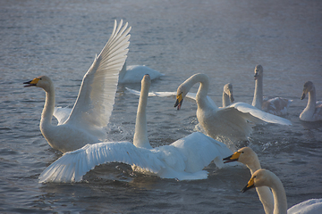 Image showing Fighting white whooping swans