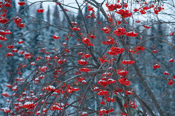 Image showing Rowan tree with branches of berries