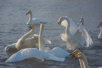 Image showing Fighting white whooping swans