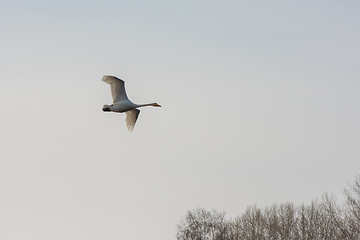 Image showing Beautiful white whooping swans