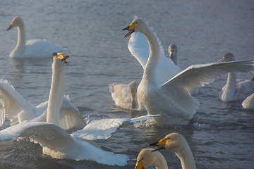 Image showing Fighting white whooping swans