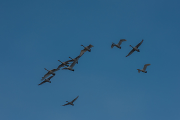 Image showing Beautiful white whooping swans