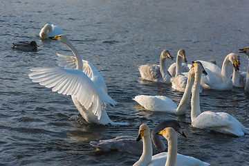 Image showing Fighting white whooping swans