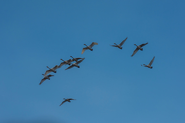 Image showing Beautiful white whooping swans