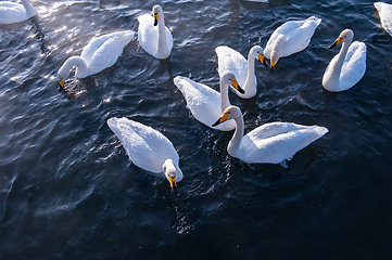 Image showing Beautiful white whooping swans