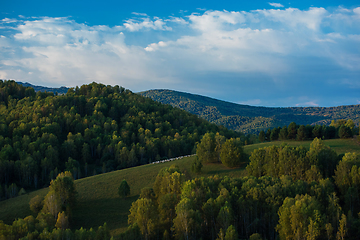 Image showing A herd of sheep in the Altai mountains.