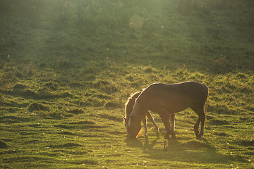 Image showing Horse in front of the sunrise