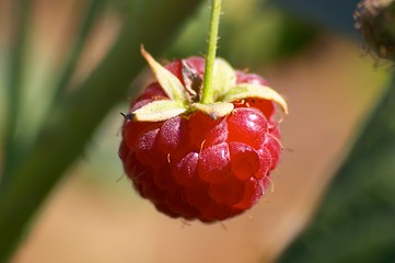 Image showing Raspberry