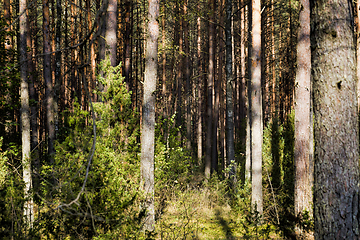 Image showing autumn season of September.