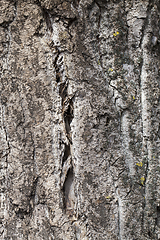 Image showing decaying tree trunk