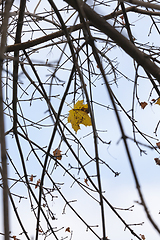 Image showing deciduous foliage in the autumn