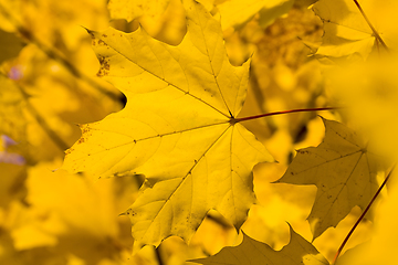 Image showing A panel from the group of autumn leaves